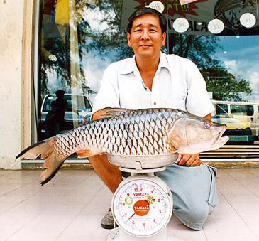 904_Hampala Barb_Hampala macrolepidota.jpg 904_Hampala Barb_Hampala macrolepidota.jpg